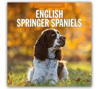 English Springer Spaniels 2025 Square Wall Calendar