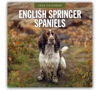 English Springer Spaniels 2026 Square Wall Calendar
