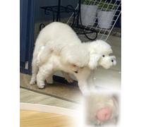 ENHEN Jouet D'accouplement Jouet de Confort pour Chien Mâle en Estrus, Partenaire Reproduction Silicone pour Pomeranien Teddy, Poupée Bride Peluche Blanche pour Soulager(Height 26cm/10)
