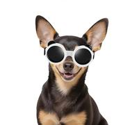 Enjoying Lunettes de Soleil pour Chien de Petite Race avec Sangles réglables, Protection Anti-UV pour Chihuahua, Coupe-Vent, Anti-poussière, Anti-buée, Respirantes, Blanc Panda