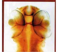 Eno, Roger & Lol Hammond - Damage [Import]