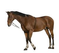 Enrênement pour cheval extenseur doux Norton Marron Cheval