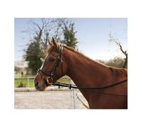 Enrênement pour cheval long éducatif élastique Norton Noir TU