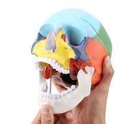 Enseigner Le modèle médical Anatomique de crâne Humain Adulte de Couleur Instrument Comprenant Un Capuchon de crâne Amovible et Une mandibule articulée avec Carte d'identité