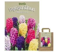 Ensemble de 15 bulbes de jacinthe MIX dans un emballage cadeau - Tubercules rustiques - Fleurs printanières