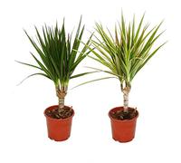 Ensemble de 2 dragons différents - Dracaena marginata + Dracaena marginata Bicolor
