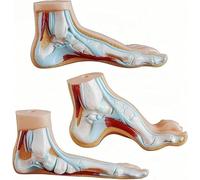 Ensemble de 3 pièces de modèles d'arche humaine, modèles d'anatomie de pathologie du pied humain, y compris les pieds plats, les arches hautes et les pieds normaux, for l'affichage de la