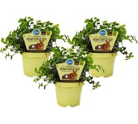 Ensemble de 3 plantes alimentaires pour animaux de compagnie - Callisia repens - Nourriture vitale pour lapins, oiseaux d'ornement, reptiles, hamsters et cobayes