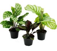 Ensemble de 3 plantes d'ombre - avec motif de feuilles fantaisie - Calathea - pot de 7cm - hauteur env. 20cm