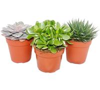 Ensemble de 3 plantes succulentes - 3 plantes différentes dans un pot de 12 cm