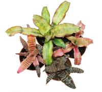 Ensemble de 4 Terres Bromelia - Cryptanthus - feuillage coloré - Idéal pour terrariums
