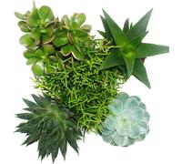 Ensemble de 5 succulentes différentes dans un pot de 12cm