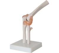 Ensemble de 6 modèles d'articulations humaines - Modèles de squelette anatomique for l'épaule, le genou, la hanche et le coude - Outils pédagogiques d'anatomie(A)