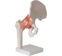 Ensemble de 6 modèles d'articulations humaines - Modèles de squelette anatomique for l'épaule, le genou, la hanche et le coude - Outils pédagogiques d'anatomie(B)