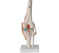 Ensemble de 6 modèles d'articulations humaines - Modèles de squelette anatomique for l'épaule, le genou, la hanche et le coude - Outils pédagogiques d'anatomie(E)