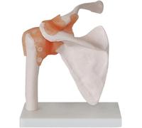 Ensemble de 6 modèles d'articulations humaines - Modèles de squelette anatomique for l'épaule, le genou, la hanche et le coude - Outils pédagogiques d'anatomie(C)