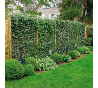 Ensemble de 8 plantes grimpantes : 2 passiflores + 6 Hedera 75/100 cm | Rustiques et persistantes - pour 1 mètre linéaire de haie fleurie | Protection de la vie privée à 100%