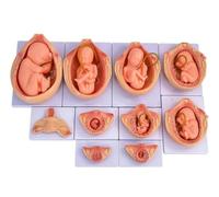 Ensemble de modèles anatomiques de développement fœtal humain de 9 mois | Kit d'enseignement de la gestation de l'utérus d'embryon grandeur nature 10 pièces, fœtus et cordon ombilical amovibles