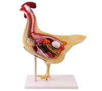 Ensemble de modèles anatomiques - Poulet, grenouille, poisson, lapin pour l'éducation et la recherche en biologie, parfait pour la salle de t l'étude