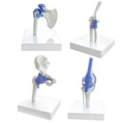 Ensemble De Modèles D'Articulations Humaines, 1:2 Demi-Taille Réelle | Modèle Anatomique D'Articulations EVOTECH SCIENTIFIC Pour L'Enseignement Et La Démonstration En Anatomie, 4 Pièces