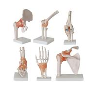 Ensemble de modèles d'articulations humaines - Modèles de squelettes anatomiques for l'éducation, l'enseignement et la démonstration clinique dans le domaine des soins de santé