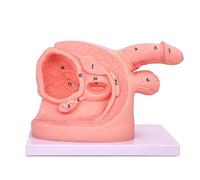 Ensemble de modèles de cathétérisme masculin, anatomie génitale | Modèles anatomiques en PVC avec marqueurs clairs for la pratique de l'insertion de cathéter, idéaux