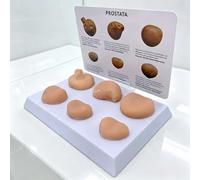 Ensemble de modèles lésions la prostate, modèles masculins d'entraînement