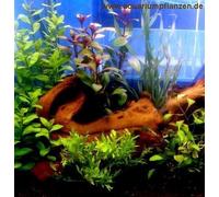 Ensemble de Petites Plantes d'eau pour 20-l. - Plantes d'aquarium