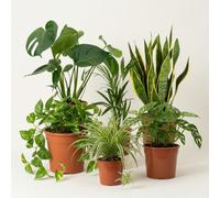 Ensemble de plantes “EasyCare” | Lot de 6 | Monstera, Sansevieria, Scindapsus, Aglaonema, Adansonii, Areca | env. 30-60 cm | Pot de Ø 12-15 cm | Plantes d'intérieur faciles à entretenir pour