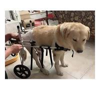 Ensemble de poussette réglable pour chiens handicapés avec cadre en métal, aide à la mobilité des animaux avec pattes arrières paralysées pour retrouver leur indépendance