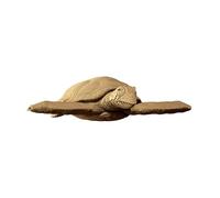 Ensemble de Puzzle 3D CARTONIC - Tortue - Puzzle 3D en Carton - Le Carton se transforme en Une Figure en Relief - Tous Les âges - Turtle - 240 Pieces Cardboard 3D Jigsaw Puzzle