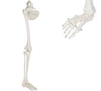 Ensemble de squelette de jambe humaine, modèle de squelette anatomique médical des membres inférieurs humains avec tous les os de jambe, articulation de la hanche amovible et pied entièrement articulé