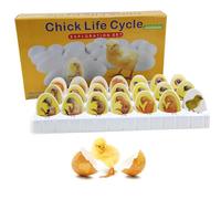 Ensemble D'exploration Du Cycle de Vie Des Poussins, 21 Modèles de Croissance D'embryons de Poussins en Plastique, Modèles éducatifs pour Apprendre L'éclosion Des œufs