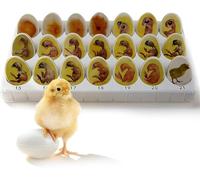 Ensemble d'exploration du cycle de vie des poussins, modèle anatomique de croissance d'embryons d'œufs en plastique de 21, aide pédagogique biologique for le processus de développement