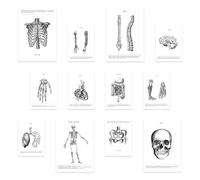 Ensemble d'impressions d'anatomie des os et des organes - 12 pièces (4 A3, 8 A4) | Style mixte | Sans cadres | Design époustouflant | Idéal pour les passionnés de médecine | Édition limitée d'impre...