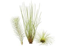Ensemble insolite de 3 tillandsias