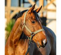 Ensemble licol et longe pour cheval Horseware Amigo Vert Poney