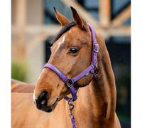 Ensemble licol et longe pour cheval Horseware Amigo Violet Poney