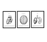 Ensemble Nacnique de 3 Affiches d'anatomie Noire et Blanche avec des Images du Corps Humain. Paquet de Feuilles sur la biologie avec cœur, Cerveau et poumons. Taille A4 avec Marco.