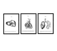 Ensemble Nacnique de 3 Affiches d'anatomie Noire et Blanche avec des Images du Corps Humain. Paquet de Feuilles sur la biologie avec cœur, Foie et poumons. Taille A3. avec Marco.