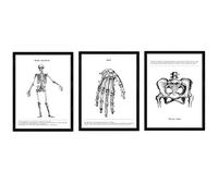 Ensemble Nacnique de 3 Affiches d'anatomie Noire et Blanche avec des Images du Corps Humain. Paquet de Feuilles sur la biologie avec Le Squelette, la Main et Le Bassin. Taille A4 avec Marco.