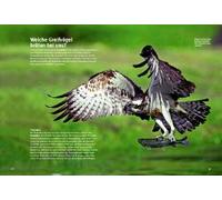 Entdecke Die Greifvögel