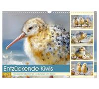 Entzückende Kiwis. Neuseelands kleiner Laufvogel am Meer (Wandkalender 2027 DIN A3 quer), CALVENDO Monatskalender: Zauberhafte Bilder mit süßen Kiwis an der Küste