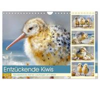 Entzückende Kiwis. Neuseelands kleiner Laufvogel am Meer (Wandkalender 2027 DIN A4 quer), CALVENDO Monatskalender: Zauberhafte Bilder mit süßen Kiwis an der Küste