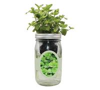 Environet Kit de culture hydroponique d'herbes aromatiques à arrosage automatique Mason Jar Kit de démarrage de jardin à l'intérieur, cultivez vos propres herbes à partir de graines (menthe poivrée)