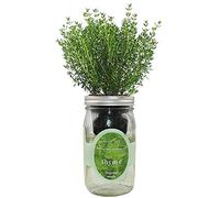 Environet Kit de culture hydroponique d'herbes aromatiques, pot Mason auto-arrosant, kit de démarrage pour l'intérieur, fenêtre d'herbes et de jardin, cultivez vos propres herbes à partir de graines