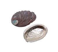 Enwye 1 bol coloré en coquillage d'ormeau de 11 à 12 cm, grand bol naturel pour la décoration et l'exposition de porte-encens