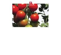 Enxertia de tomate para melhorar o rendimento e a qualidade na Tanzânia