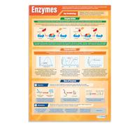 Enzymes | Science Posters | Laminated Gloss Paper measuring 850mm x 594mm (A1) | Science Charts for the Classroom | Education Charts by Daydream Education