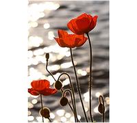 Eorntdy Impression sur toile de coquelicots rouges au bord de la rivière - Peinture murale moderne - Sans cadre - Pour salon, salle à manger, chambre à coucher, salle de bain - 50,8 x 76,2 cm